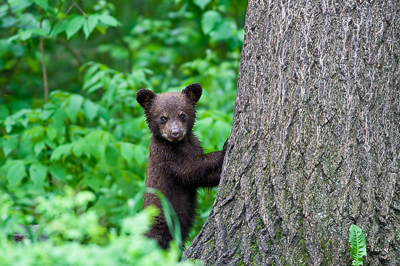 Black Bear Cub