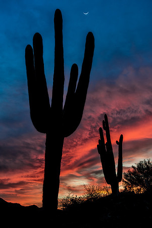 Saguaro Silhouettes