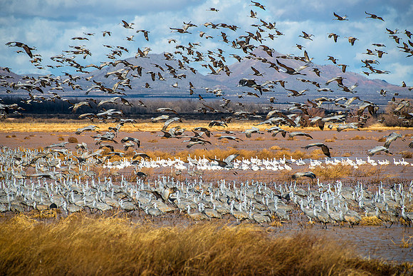Sandhill Crane Invasion