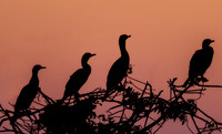 Cormorant Sunrise Silhouettes - Venice Rookery