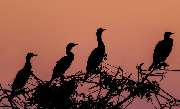 Cormorant Sunrise Silhouettes - Venice Rookery
