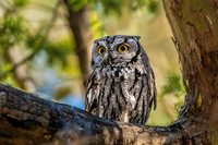 Western Screech Owl