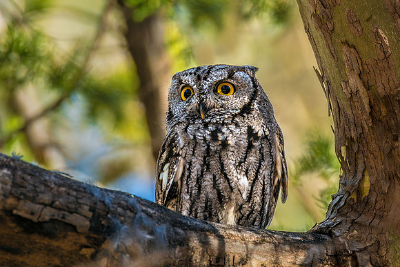 Western Screech Owl