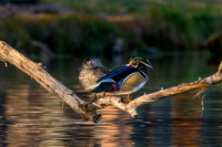 Wood Duck Sweethearts