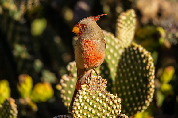 The Desert Cardinal