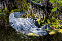 Lurking Gator - Merritt Island