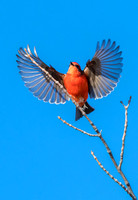 Vermilion Flycatcher - Feb 2