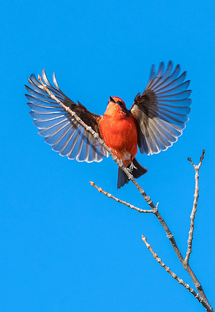 Vermilion Flycatcher - Feb 2