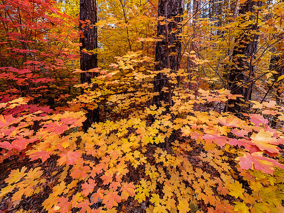 Autumn Maples
