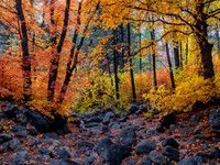 Autumn Reverie