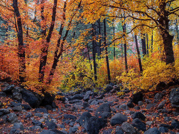 Autumn Reverie
