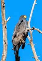Blackhawk - Feb 2