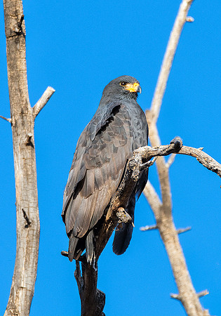 Blackhawk - Feb 2