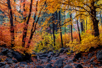 Autumn Reverie