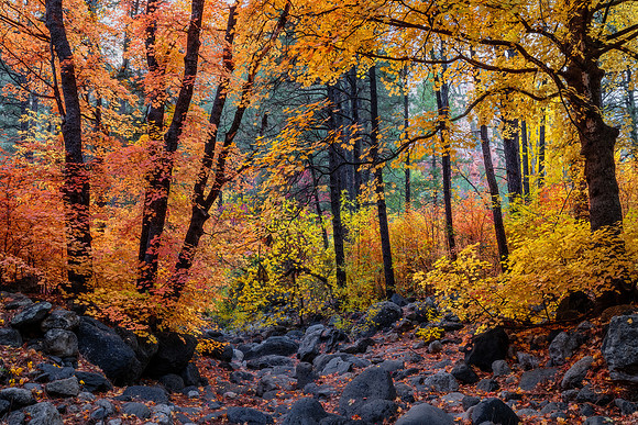 Autumn Reverie