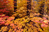 Autumn Maples