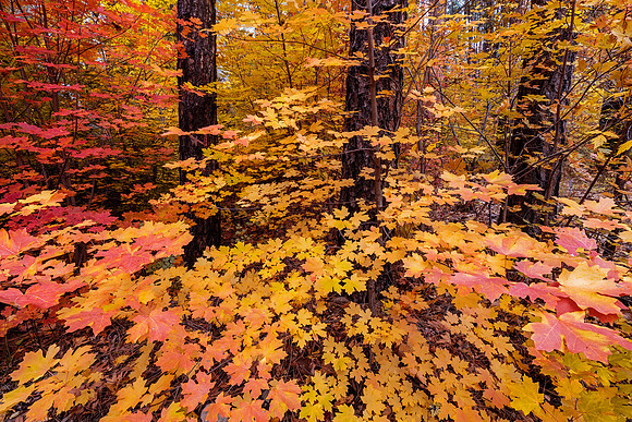 Autumn Maples