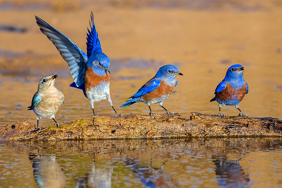 Mountain Bluebird and male Western Bluebirds - Feb 5