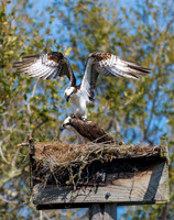 Osprey Sparring - Merritt Island