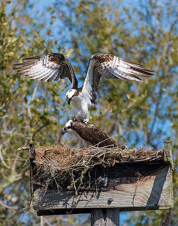 Osprey Sparring - Merritt Island