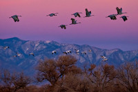Twilight Flight