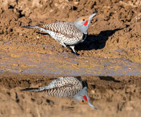 Northern Flicker - Feb 4