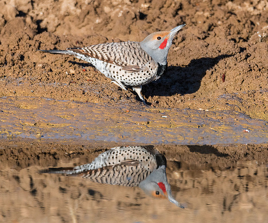 Northern Flicker - Feb 4