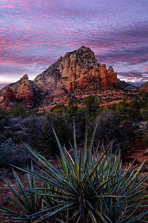 Thunder And Yucca