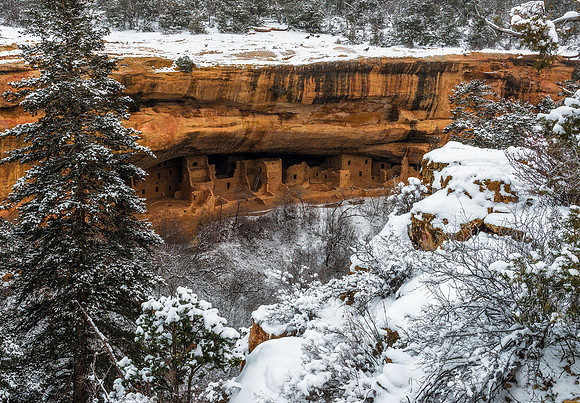 Wintry Spruce Tree House Ruins