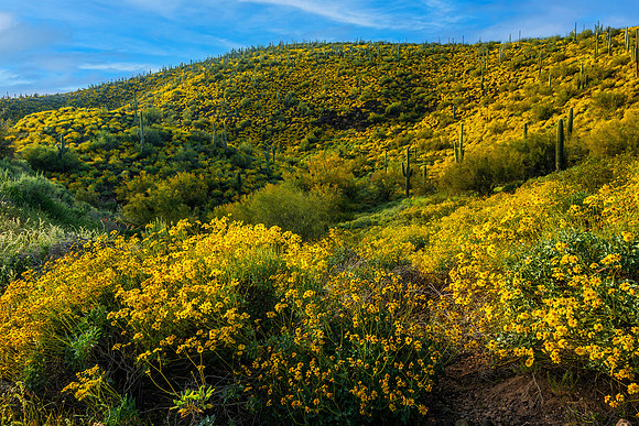 Brittlebush Superbloom