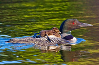 Hitchin' A Ride