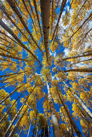 Towering Aspen