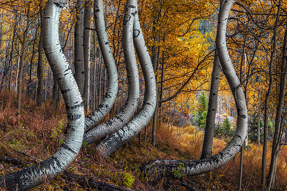 Aspen Extreme