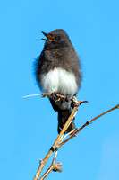 Black Phoebe - Feb 3
