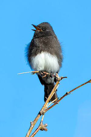 Black Phoebe - Feb 3