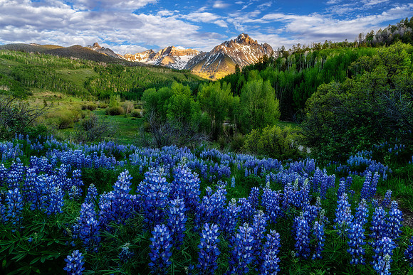 Lupine Delight
