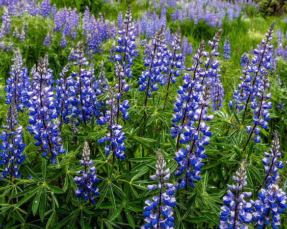 Lots o' Lupine