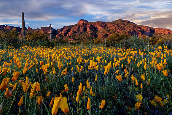 Morning Poppies