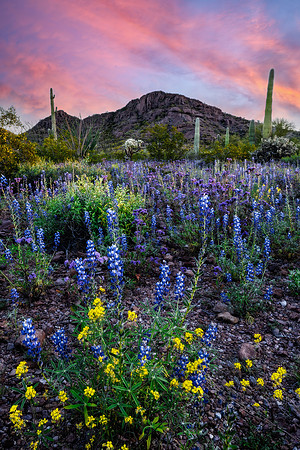 The Blooming Desert (vertical)