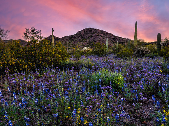 The Blooming Desert (horizontal)