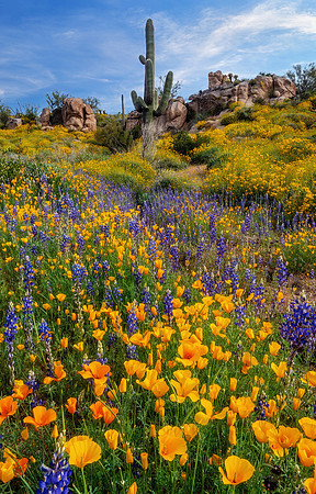 Plethora Of Poppies