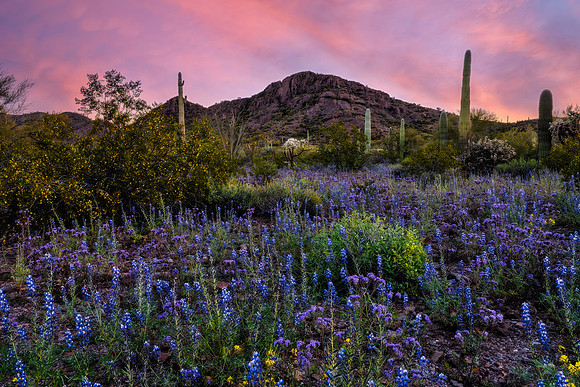 The Blooming Desert (horizontal)