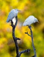 Cattle Egrets - Venice Rookery