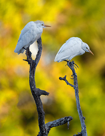 Cattle Egrets - Venice Rookery
