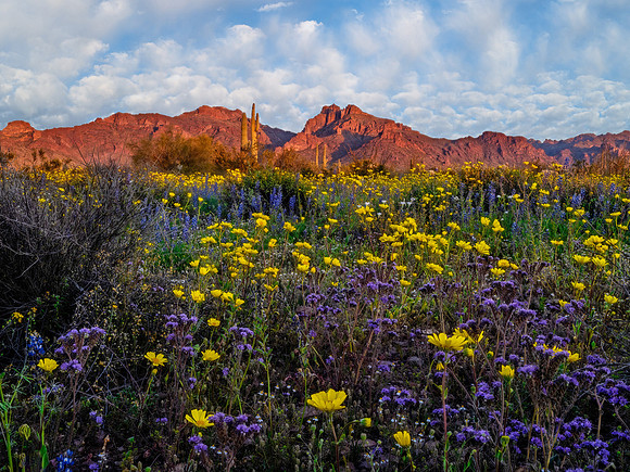 Wildflower Wonderland