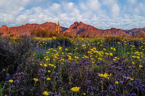 Wildflower Wonderland