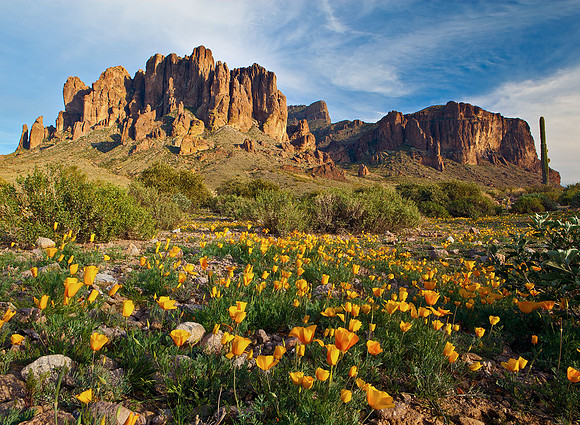 Superstition Poppies