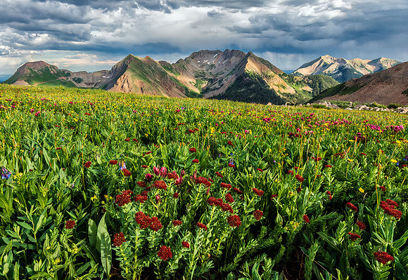 Tundra Meadow