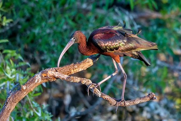 Glossy Ibis - Venice Rookery
