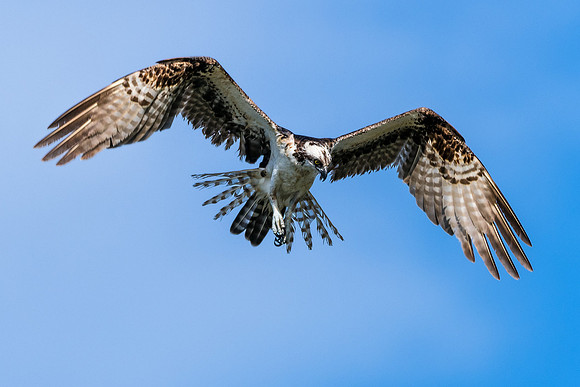 Osprey In Flight - Merritt Island